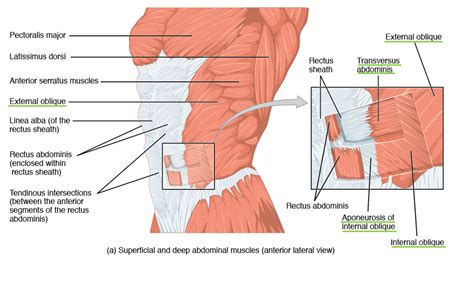 Muscles Of The Chest And Abdominal Wall Anterior View