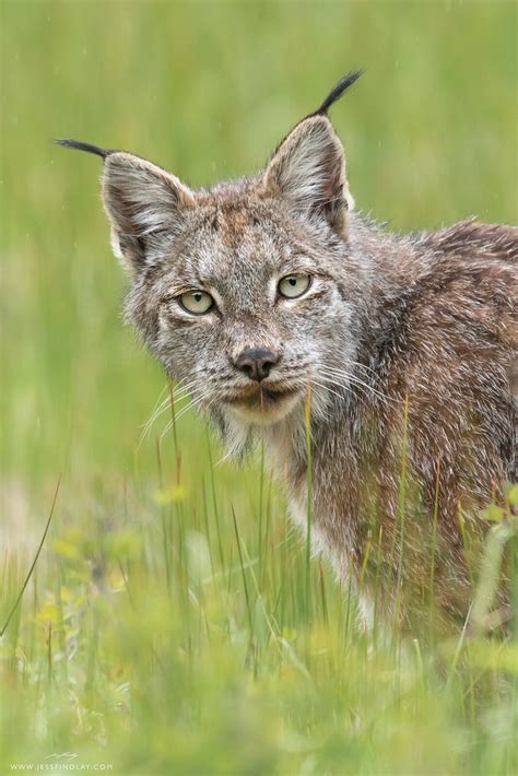 Canada Lynx A Portrait Of A Canada Lynx Made In The Mounta Flickr