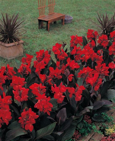 Red Flowering Canna Indica 20 Seeds Etsy Uk