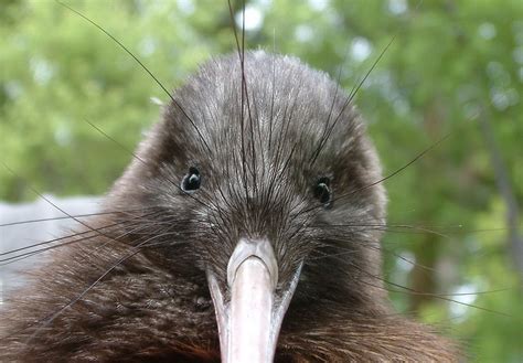 Kiwi Uccello