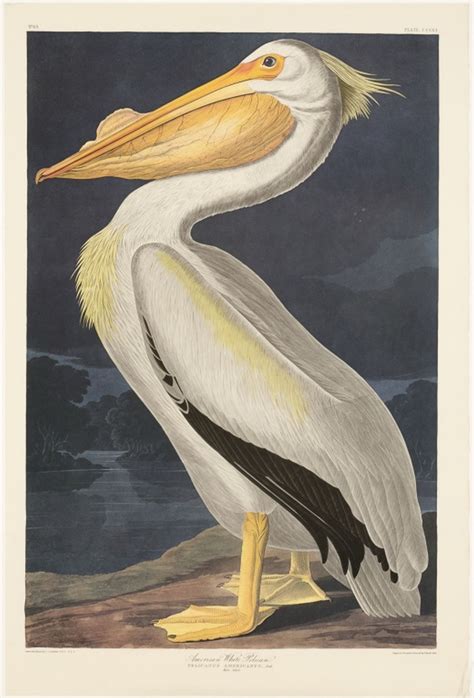 Lot John James Audubon American White Pelican