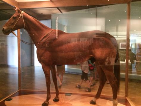 Assignment 3 Phar Lap Life Down Under With Gabby