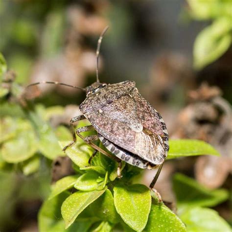 Stink Bug Identification And Control Tips In 2020 Stink Bugs Bug