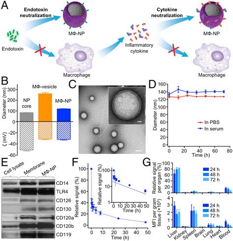 macrophage like nanoparticles concurrently absorbing endotoxins and proinflammatory cytokines