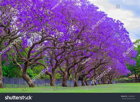Jacaranda Tree Full Bloom Kogarah Australia Foto Stok 516488491