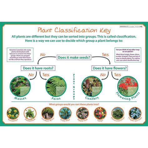 G1545255 Wildgoose Classifying Plants Poster Gls Educational Supplies