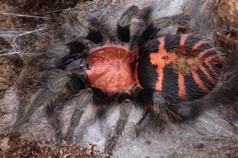 Davus Pentaloris Guatemalan Tiger Rump Tarantula By Arachnid Rarities