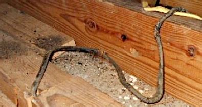 You may also want to check out some sample projects for ideas. SitePro Home Inspections: What Is The Life Expectancy Of Wiring In A House?
