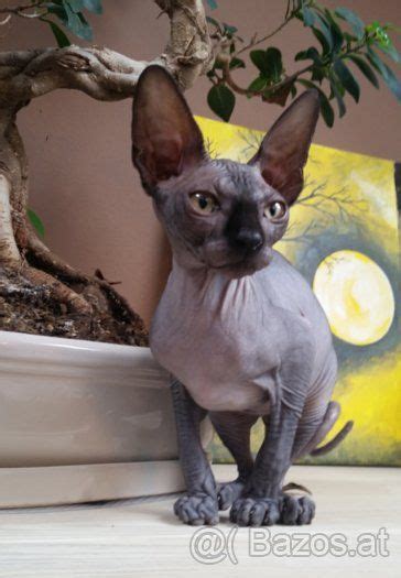 1966 gebar eine hauskatze per zufall ein haarloses katzenbaby. Sphynx schwarz Katze - Ausland, verkaufe | Schwarze katze ...