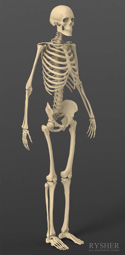 3d Model Human Male Skeleton Exact
