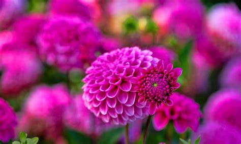 Download hd wallpapers for free on unsplash. Dahlia Flower HD Wallpapers | HD Wallpapers (High ...