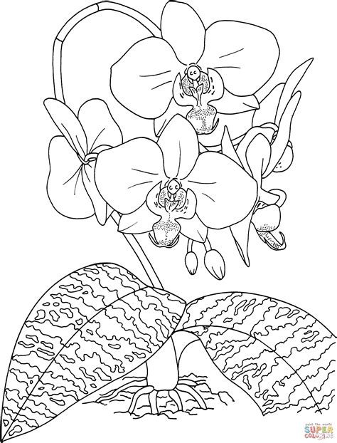 Cattleya Flower Coloring Page Coloring Pages