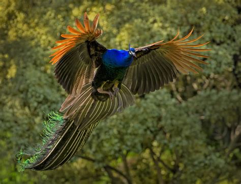 Flying Peacock - BirdWatching