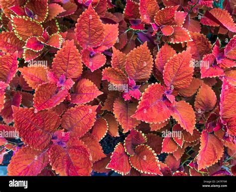 Coleus Plants At Rose Garden Hi Res Stock Photography And Images Alamy