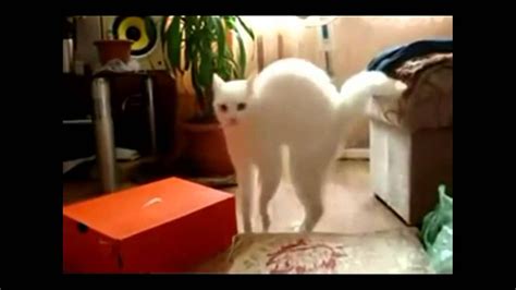 Lustige Katzen Funny Cat Compilation Hd Yolo Youtube