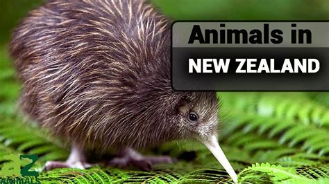 Discover The Amazing Animals That Live In New Zealand Birds Fish