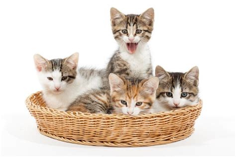 Group Of Young Kittens In The Basket Stock Image Image Of Pink Four