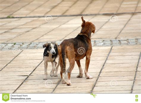 Sad Stray Dogs On The Street Stock Image Image Of Pavement