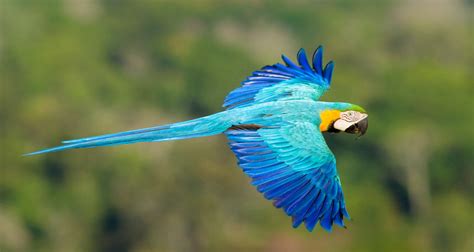 Blue and gold macaw, blue and yellow macaw. Amazon with a hint of Pantanal! - Matueté