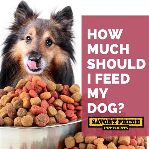 How much food should i feed my dog? and it's an especially important question, too. How Much Should I Feed My Dog? | Savory Prime Pet Treats