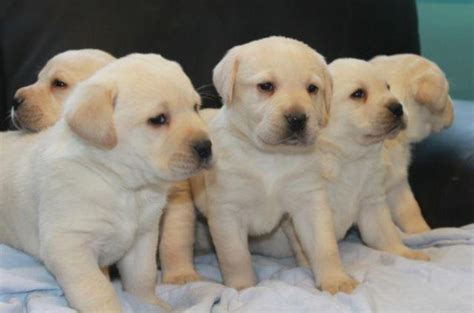 Find puppies in your area and helpful tips and info. Golden retriever & Lab mix puppies ( Gorgeous puppies) for ...