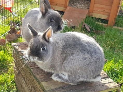 Pair Of Netherland Dwarf Doe Rabbits For Sale In Langport Somerset