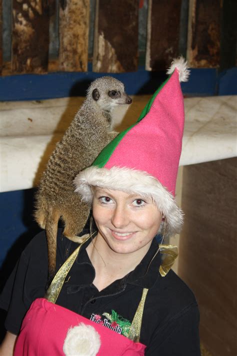 In Christmas 2013 Compare The Meerkats Paid Us A Visit At The Jungle Ni