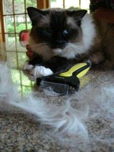 If a cat receives immediate, appropriate medical attention, most. How Much Do Ragdoll Cats Shed? | Cat shedding, Cats, Cat mat