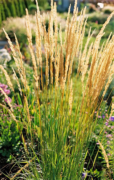 23 Varieties Of Ornamental Grasses Were Obsessed With Grasses