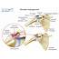 Westcoast SCI  What Is A Shoulder Impingement