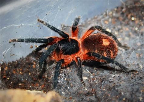 Quantos Filhotes Uma Aranha Pode Ter