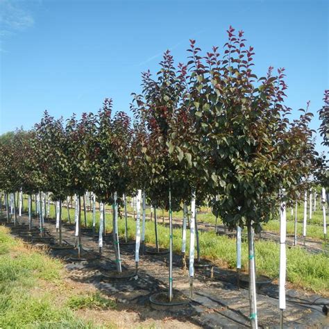 Prunus Cerasifera Newport Plum Newport From Kankakee Nursery