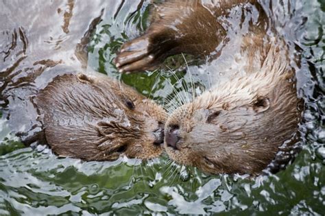 16 Playful Facts About Otters Mental Floss