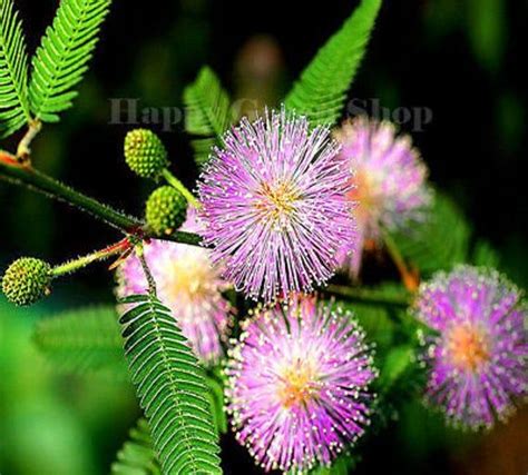 Sensitive Plant 75 Seeds Touch Me Not Mimosa Pudica Etsy In 2021