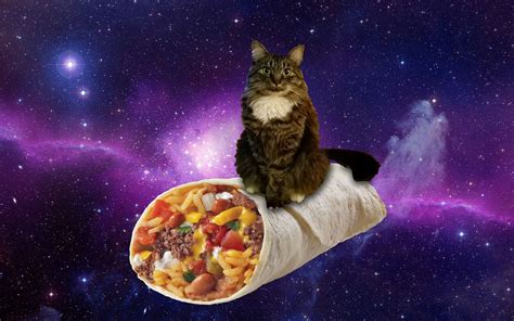 Burrito Cat Space