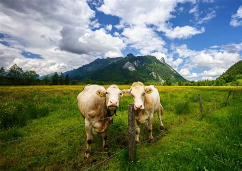 Oberammergau Stock Photos Royalty Free Oberammergau Images