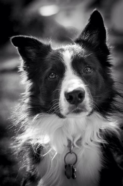 17 Best Images About Smart Border Collie On Pinterest