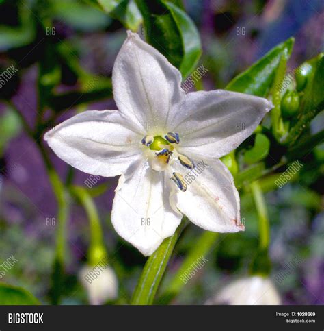 Chili Pepper Flower Image And Photo Free Trial Bigstock