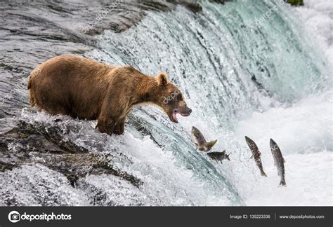 Brown Bear Catching Salmon — Stock Photo © Gudkovandrey