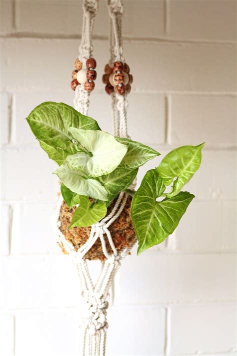 How to care for kokedama string gardens. Kokedama Moss Ball Syngonium plant | Fleurieu Gifts