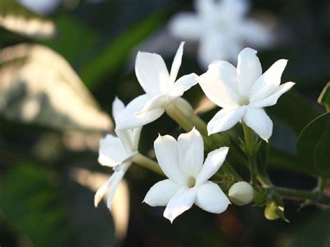 20 Colorful Jasmine Flower Wallpaper Pictures