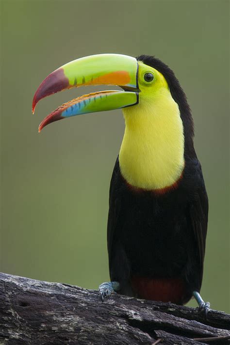 Keel Billed Toucan Calling Costa Rica Photograph By Suzi Eszterhas Pixels