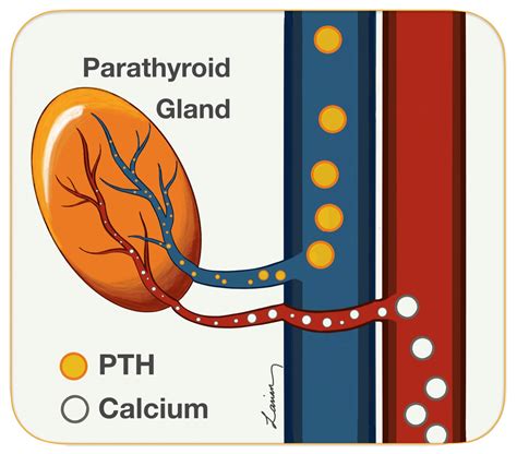 Parathyroidectomy Pictures