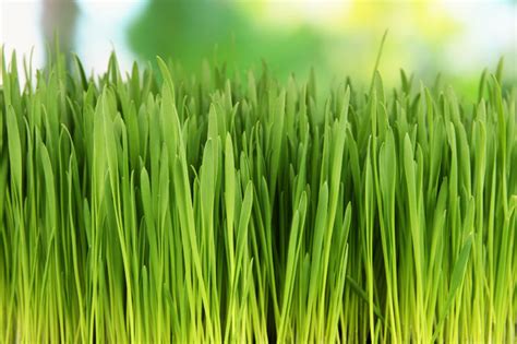 The lawn in our backyard gradually thinned and changed color from a deep green saturation to a sickly looking light green hue get sunday vs. Lawn Care Basics - Scotts Australia