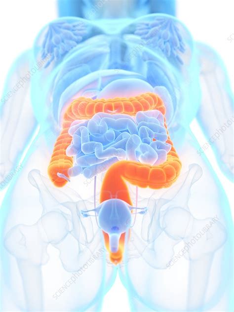 Large Intestine Illustration Stock Image F0271520 Science Photo