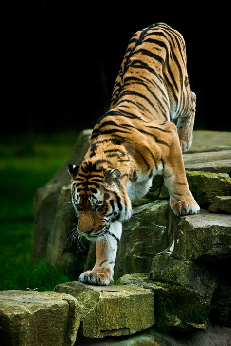 Male Amur Tiger 279 11s By Haywood Photography On DeviantArt