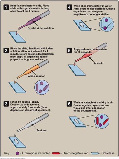 Gram Staining Steps Medical Lab Technician Microbiology Medical