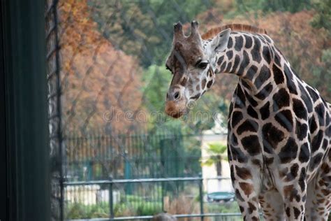 Giraffe Standing In A Zoo In Autumn Stock Photo Image Of Standing