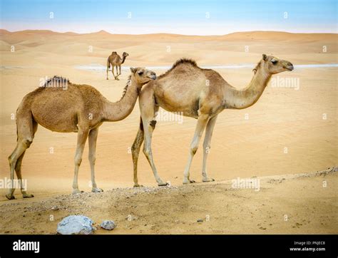Top 177 Uae Desert Animals