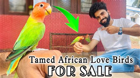 Birds For Sale Exotic Free Flying Birds For Sale Tamed Birds For